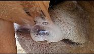 Satisfying video a cow calf milking her mother milk and make satisfying sound for creat good times