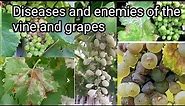 Grape vine disease identification. (What are the major diseases in grapes)?{subtitles}