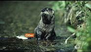 Otter Jokes That Are Otter ly Hilarious 1080p