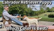 Labrador Retriever | Which Color Is Right For You?