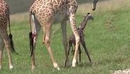 Baby Giraffe's Funny First Steps