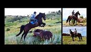 Dark Bay Friesian Sport Horse Dressage/Jumper/Bombproof/ Gelding For Sale