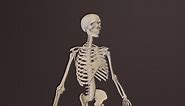 Human Skeleton Highresolution model - 3D model by l.kuzyakin