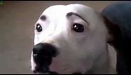 Funny Dogs With Eyebrows