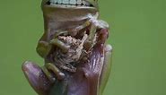 The Complete Guide to Frog Teeth