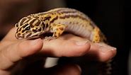 7 Care Tips for Leopard Geckos