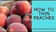 How To Thin Peaches: To improve fruit size and sweetness