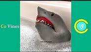 Try Not To Laugh Watching Shark Puppet Compilation | Funny Shark Puppet TikTok Videos