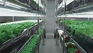 High-Tech Urban Farming | A New Hope for Japan?