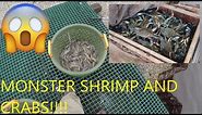 How to Catch Shrimp with Cast Net - How to Catch Monster Blue Crabs - Catching Shrimp with Cast Net