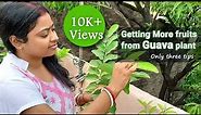 How to Get more Fruits from Guava Plant At Home || psidium guava