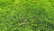 Moss Grass: Grow It or Get Rid of It?