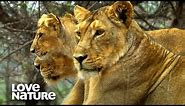 Asiatic Lion: A Once Dying Breed on the Rise | Love Nature