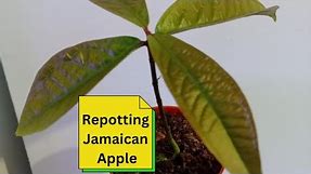 Repotting Jamaican Apple