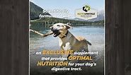 Performance Dog Food | Chicken Meal and Rice Formula | No Filler or Bi-Products | Elevated Energy Level 3 | 40 Pound Bag