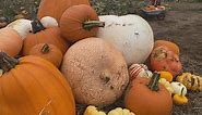 Big, small, multi-coloured and even long - Northamptonshire's pumpkin season is in full flow