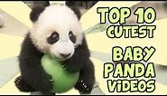 TOP 10 CUTEST BABY PANDA VIDEOS
