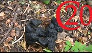 How to ID Black Bear Scat
