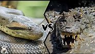 ANACONDA VS CROCODILE - Who is King of the Reptiles?