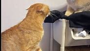 20 funny cat fight 🤣