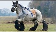 Top 12 Strongest And Most Popular Draft Horse Breeds || draft horse breeds