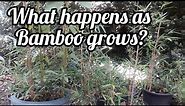 Grow bamboo in pots and what to expect