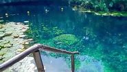 This must be the place where mermaids and all kinds of magical creatures live.. 🧜‍♀️ Video by @terplanetHave you ever been to the cenotes in Tulum They are fresh water deposits considered sacred by the Mayans 💚 #1963#nature #naturelovers #natureshot #naturephoto #natureza #naturegeography #naturephotography #nature_brilliance #natureshots #naturephotographer #reelsfb #shorts #naturevideos | Addrian Ellison
