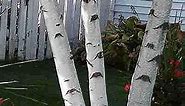 White Paper Birch Tree Seeds for Planting | 100+ Seeds | Highly Prized for Bonsai, Paper Birch Tree - 100+Seeds