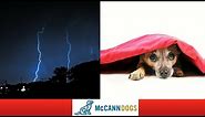 5 Tips To Calm A Dog That's Afraid of Thunder or Fireworks