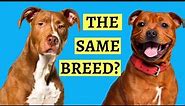 Are Pit Bulls And Staffies the Same? ( Breed Comparison )
