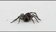 Wolf Spider with spiderlings
