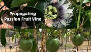 Propagating Passion Fruit - Passiflora edulis cuttings