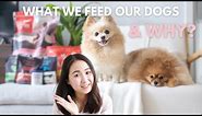 What We Feed Our Dogs Daily? Pomeranian Diet & Nutrition Guide