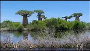 The Baobab Trees (Madagascar)