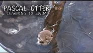 Pascal River Otter Pup Swimming