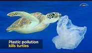 Turtles and plastic pollution
