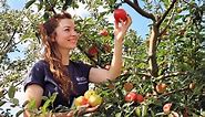 How to choose and plant an apple tree