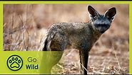 Namibias Bat Eared Foxes: Survivalists of the Desert - Go Wild