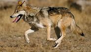 Lobo mexicano - Descripción, distribución, hábitat, alimentación y comportamiento