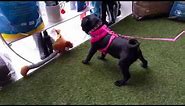 Funny black Pug puppy wants toy...