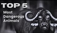Top 5 Most Dangerous Animals in the World