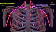 Internal thoracic Artery - Animated Anatomy