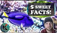 What Fish is Dory?! 5 Sweet Facts About the REGAL TANG! | Koaw Nature