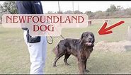 Definitely One Of The Biggest Dogs I Ever Trained - Newfoundland
