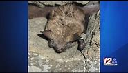 VIDEO NOW: First ever Eastern Small-footed Bat found in Rhode Island