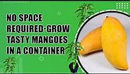 Nam Doc Mai Mango - A High-Yield Dwarf Tree for Container Growing