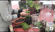 How to Build a Moss Terrarium