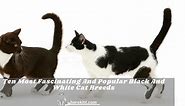 Ten Most Fascinating Black And White Cat Breeds - HereKitt.com