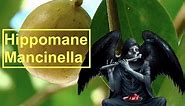 Hippomane Mancinella, La Fruta más Peligrosa Del Mundo