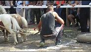 Straparijada Zarkovac 2016 - Poni konji otvaraju straparijadu